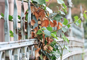 metal-fence