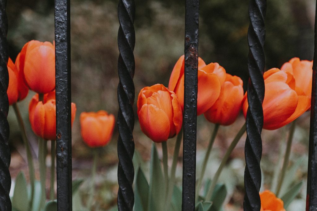 Wrought Iron Garden Fence Borders