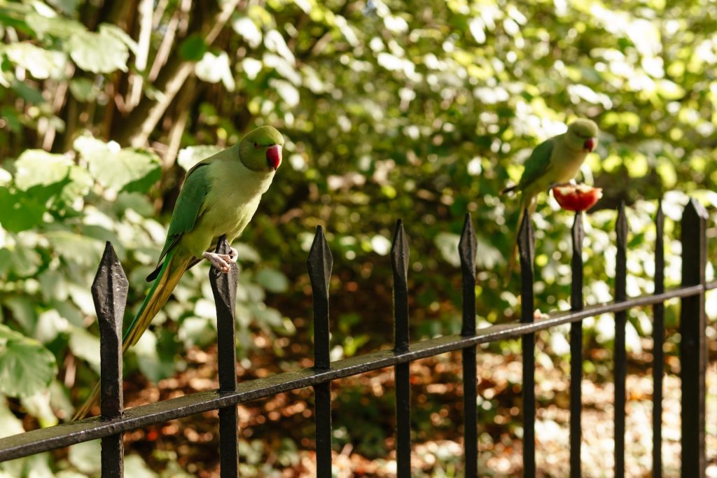 Elegant, Wrought Iron Side Gates for Your Home