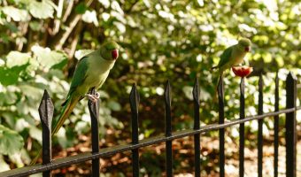 Elegant, Wrought Iron Side Gates for Your Home