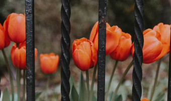 wrought-iron-door